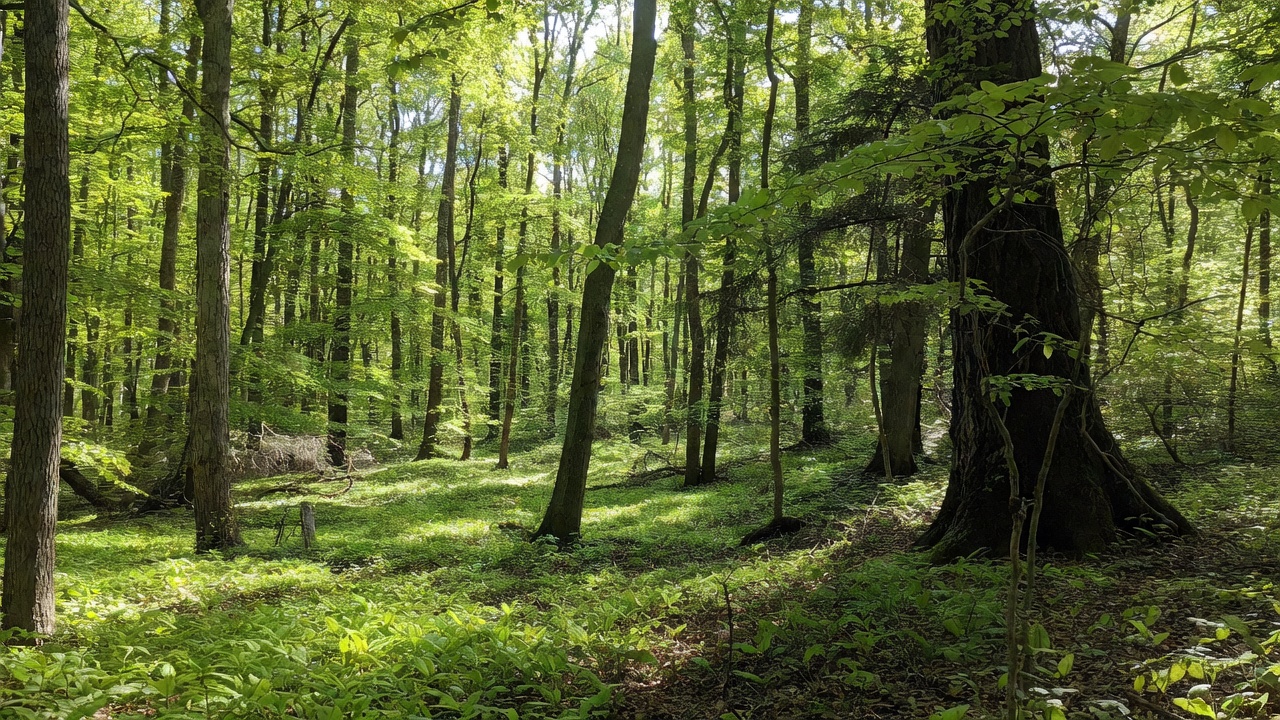 Lichter Buchenwald — Shinrin-Yoku Waldbaden